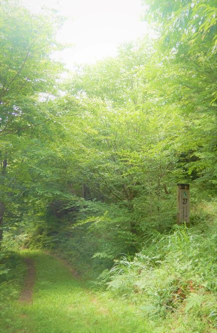 創造の森